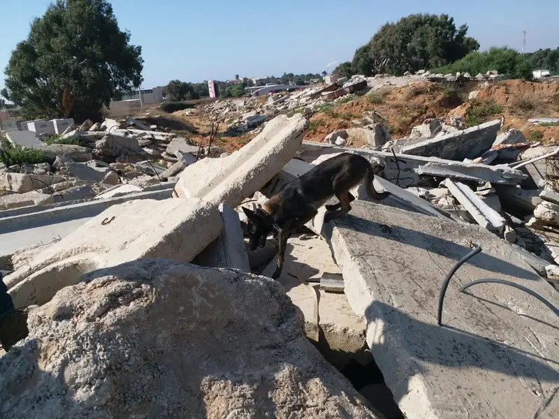 כלב רעידות אדמה