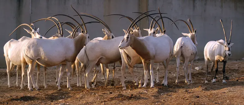 ראם ראמים צילום טיבור יגר