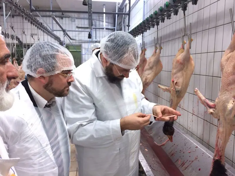 משחטה אווזים דוד לאו