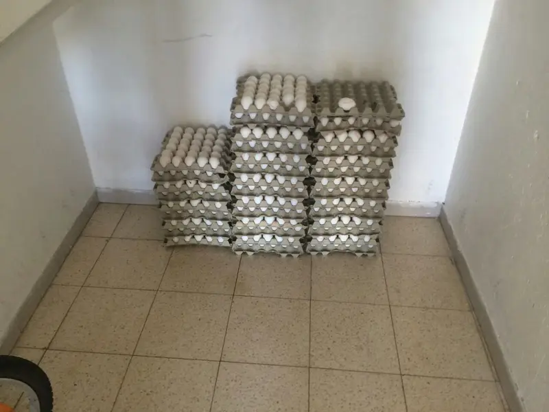 ביצים