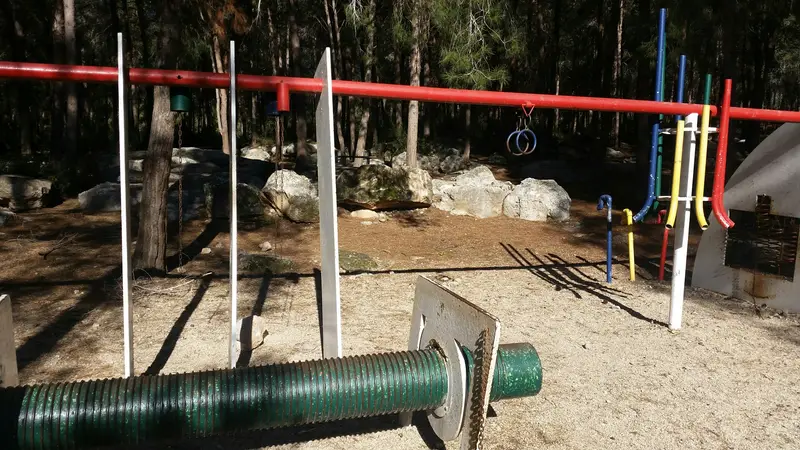 יער מוסיקלי