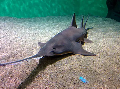 aquarium