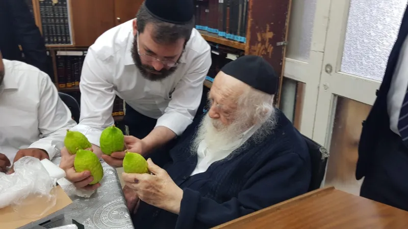 אתרוגים ר' חיים (7)