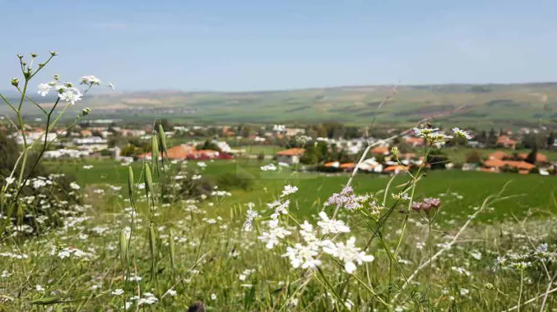 הצפון פורח צילום מאיר צ'ורטקוב (3)