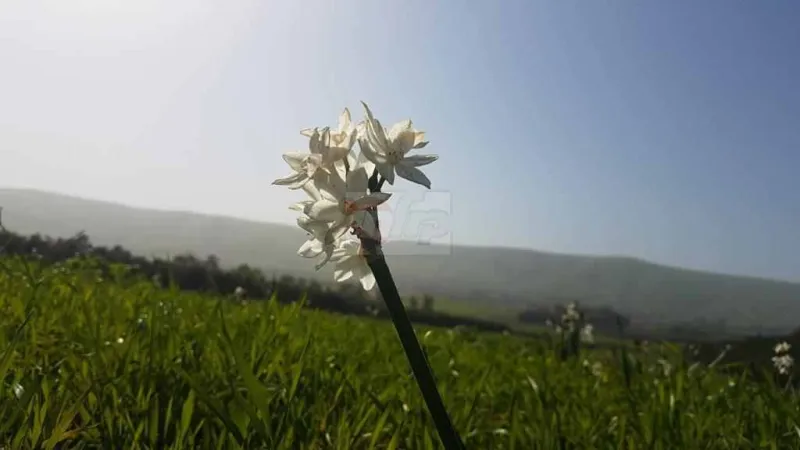 הצפון פורח צילום מאיר צ'ורטקוב (9)