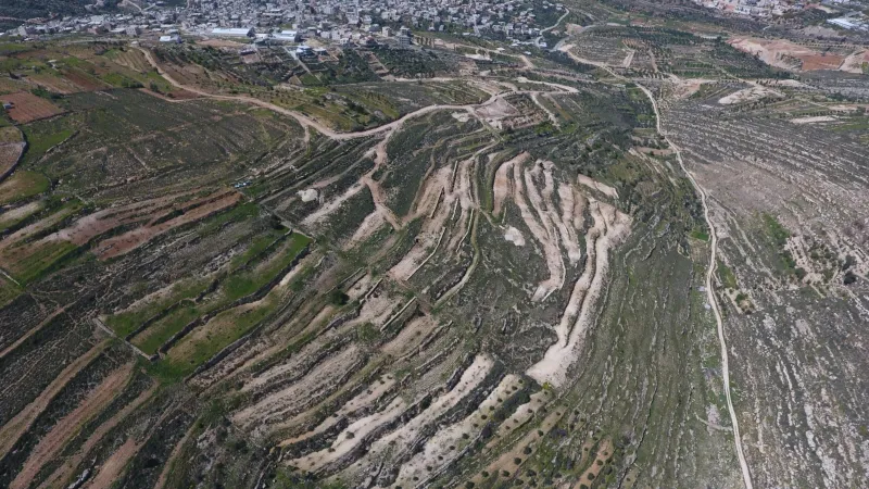 זיתים וקרחות של יער