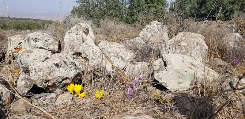 חלמוניות וסתווניות