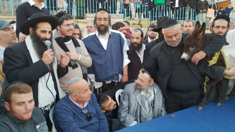 פדיון פטר חמור עם הרב קוק טבריה צילום דוד שדה (1)