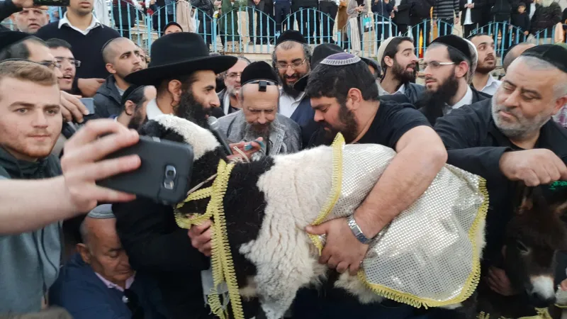 פדיון פטר חמור עם הרב קוק טבריה צילום דוד שדה (3)