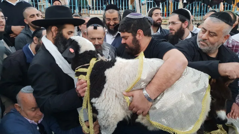 פדיון פטר חמור עם הרב קוק טבריה צילום דוד שדה (4)