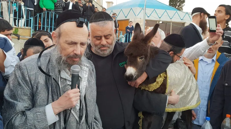 פדיון פטר חמור עם הרב קוק טבריה צילום דוד שדה (5)