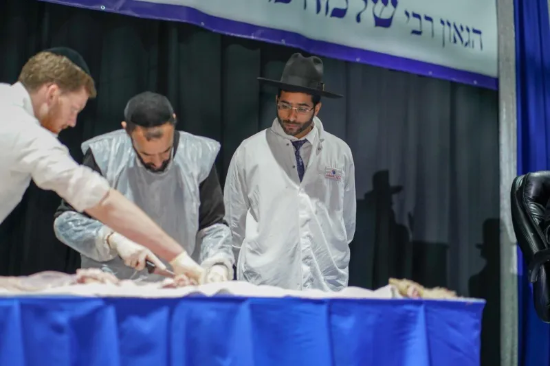 צילום שניאור שיף (6)