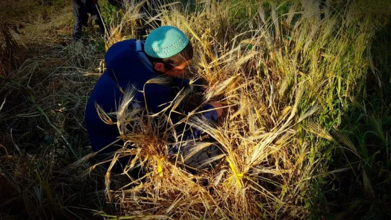 קציר העומר צילום דוד קליגר (1)
