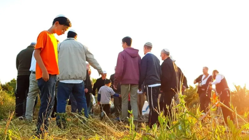 קציר העומר צילום דוד קליגר (8)