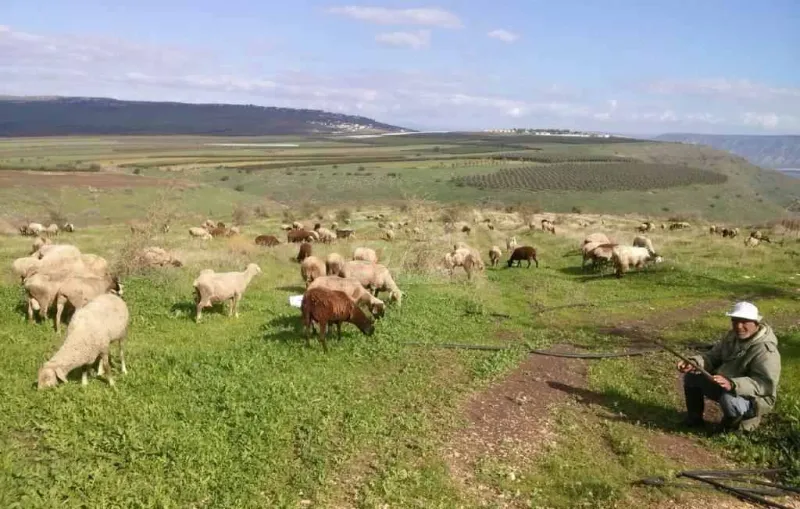 הצפון פורח צילום מאיר צ'ורטקוב (7)