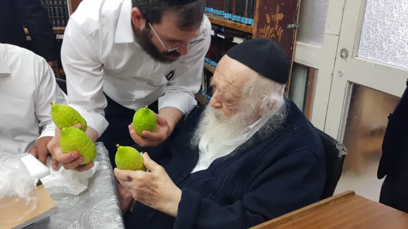 אתרוגים ר' חיים (4)