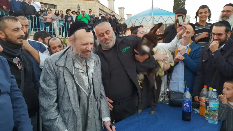 פדיון פטר חמור עם הרב קוק טבריה צילום דוד שדה (2)