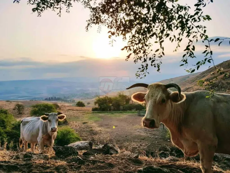 הצפון פורח צילום מאיר צ'ורטקוב (1)