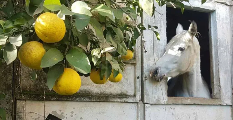 הצפון פורח צילום מאיר צ'ורטקוב (6)