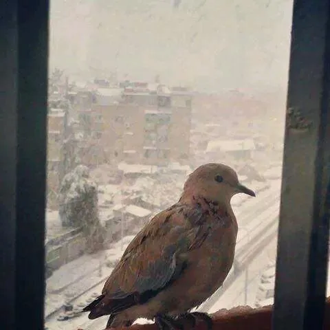 דמשק 3