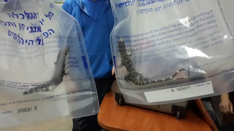 הברחת לטאות מהולנד1_עדי קרינגל