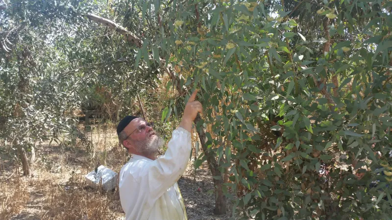 צוף אקליפטוס