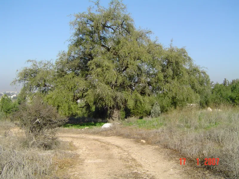 שיזף 001