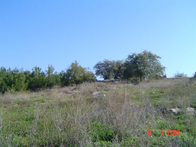שיזף 003