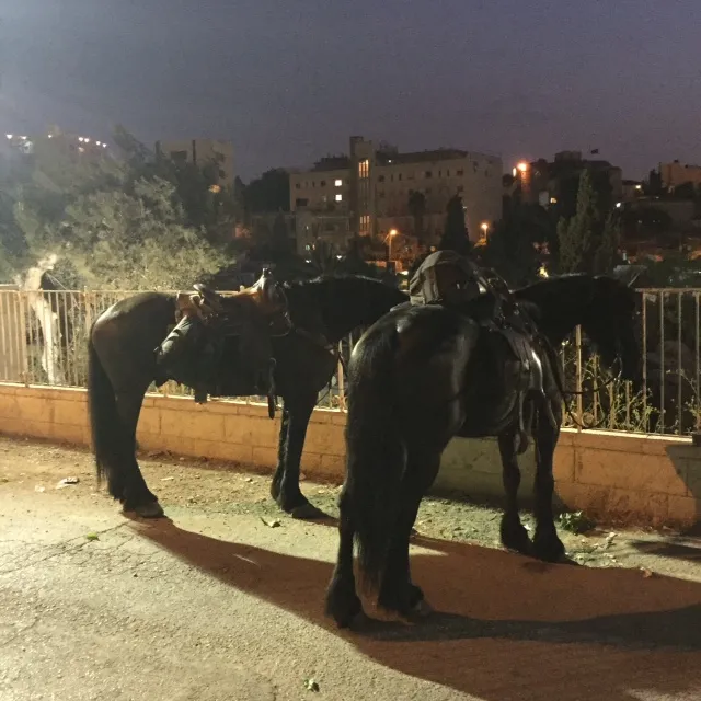 תמונה 4 (16)