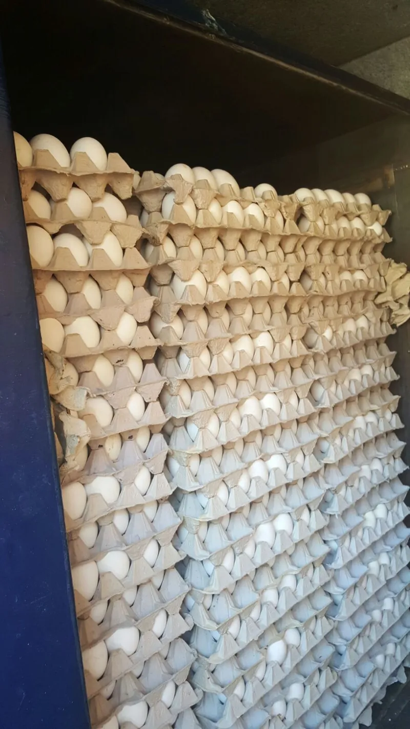 תפיסת ביצים מוברחות באזור עפולה_סמי אבו חאלה