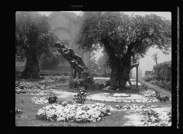 garden-of-gethsemane-in-snow-taken-feb-28-1938-s