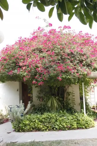 phoca_thumb_l__MG_4555