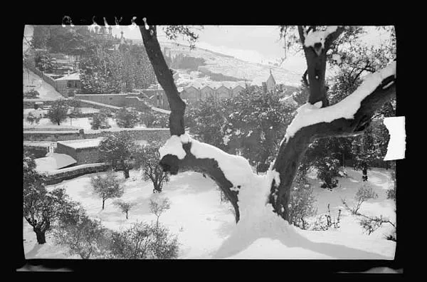 snow-scenes-garden-of-gethsemane-showing-the-basilica-jan1942-s