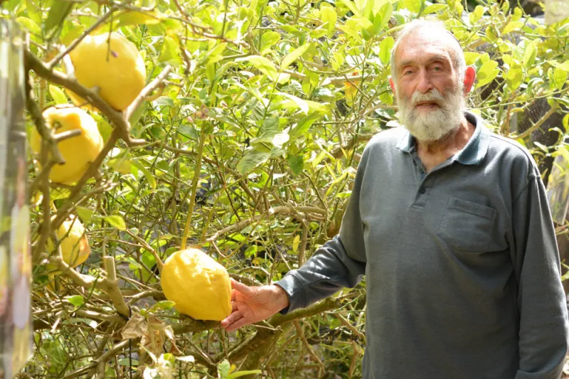 אתרוג ענק בחצר של אורה- צילום מיטל סטרז' (2)