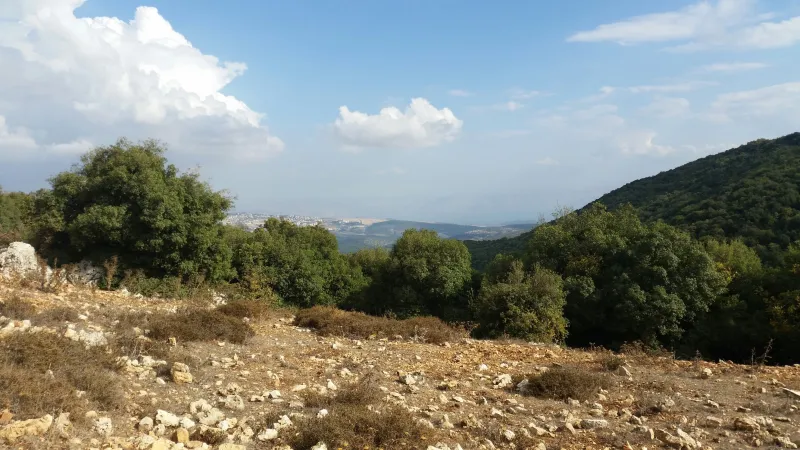 מבט (1)