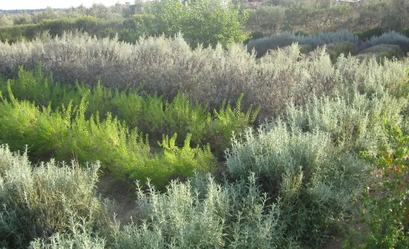 מגוון צבעים במבוך מרים צילום מרים שדה