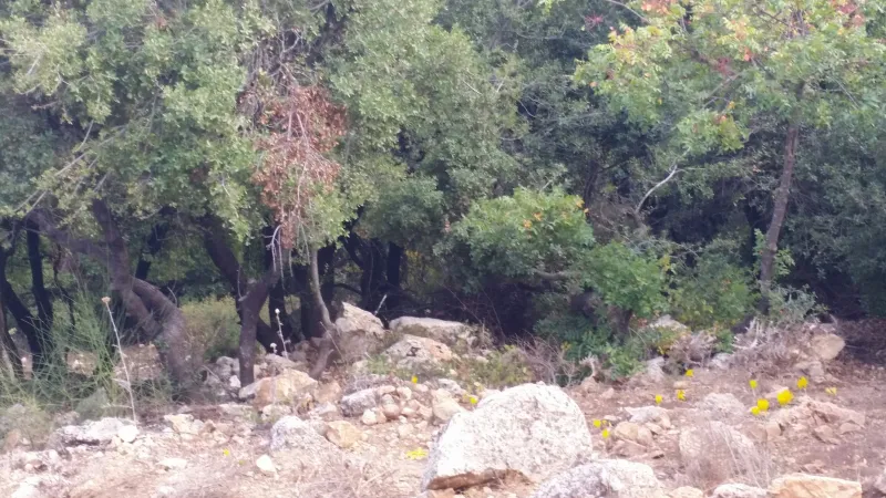 מרבץ (1)