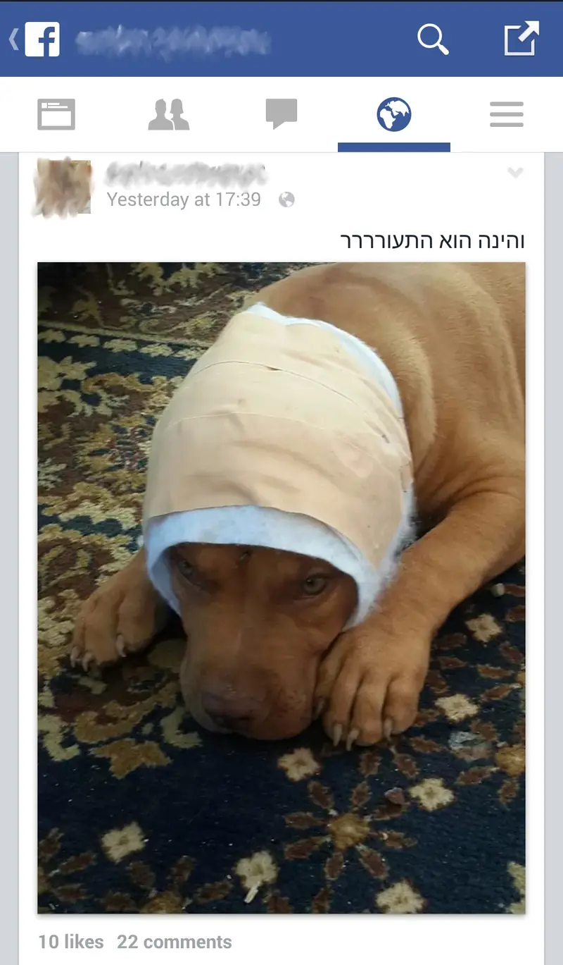 נתפסה בעקבות סטטוס בפייסבוק בעבירת חיתוך אוזניים לכלב_צילום מסך מהפייסבוק