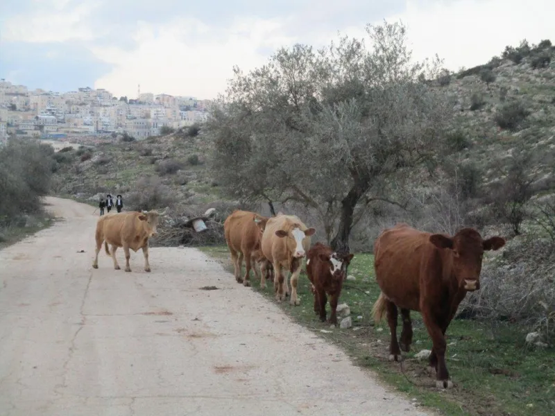 בדרך המלך נלך / הפרות בשביל