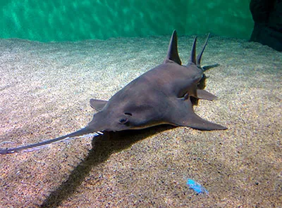 aquarium