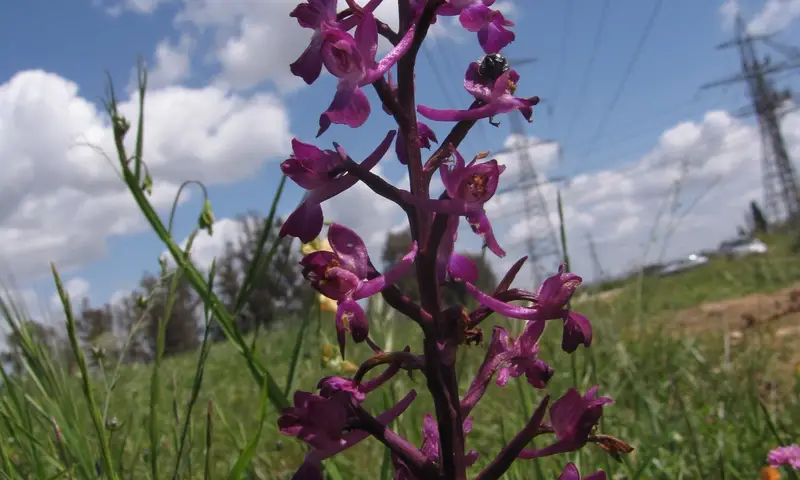 פריצת דרך משמעותית: סחלב הביצות פורח שוב