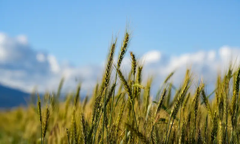 הלחם צפוי להתייקר? כך המתיחות עם איראן משפיעה על השוק