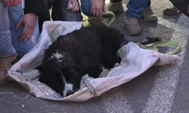 צפו: זינק עם שק וחטף כלב באכזריות