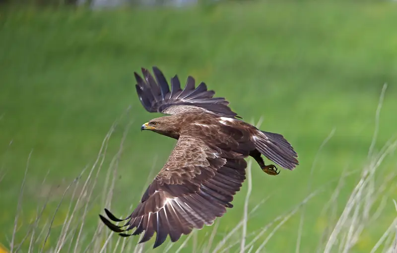Schreiadler-L_z6V3A5775