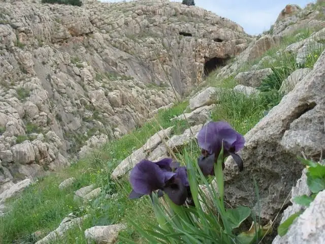 אירוסים בנחל תלכיד