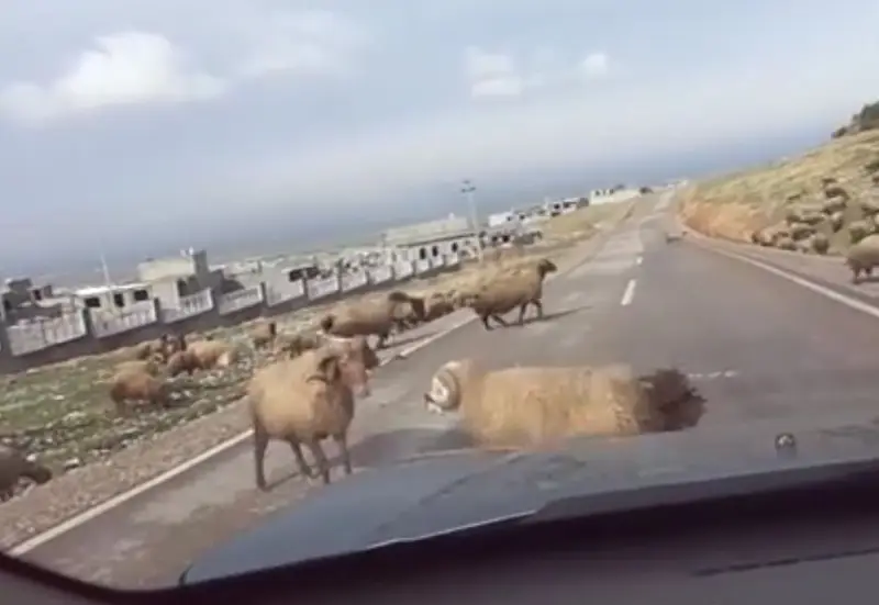 כבשים